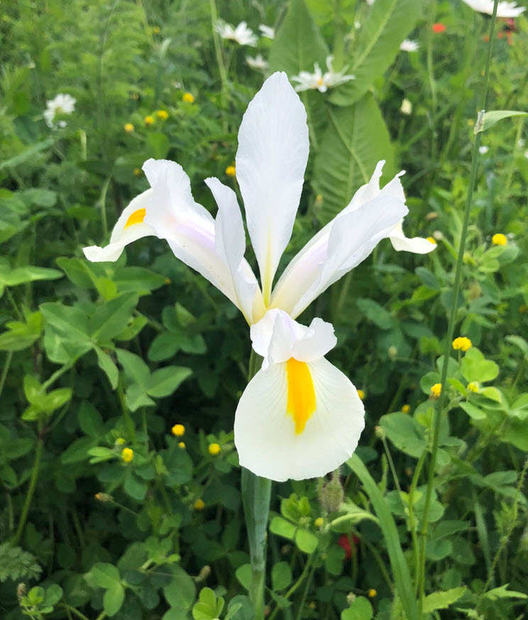 White Iris, Weisse Iris, Iris Xiphium