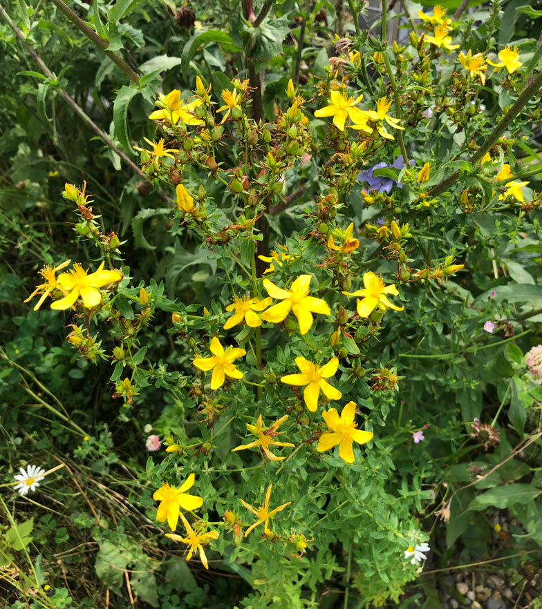 St John's Wort, Johanniskraut, Hypericum Perforatum