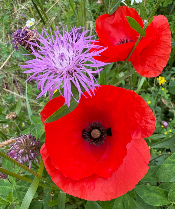 Corn Poppy with Mountain Bluet, Klatschmohn mit Flockenblume