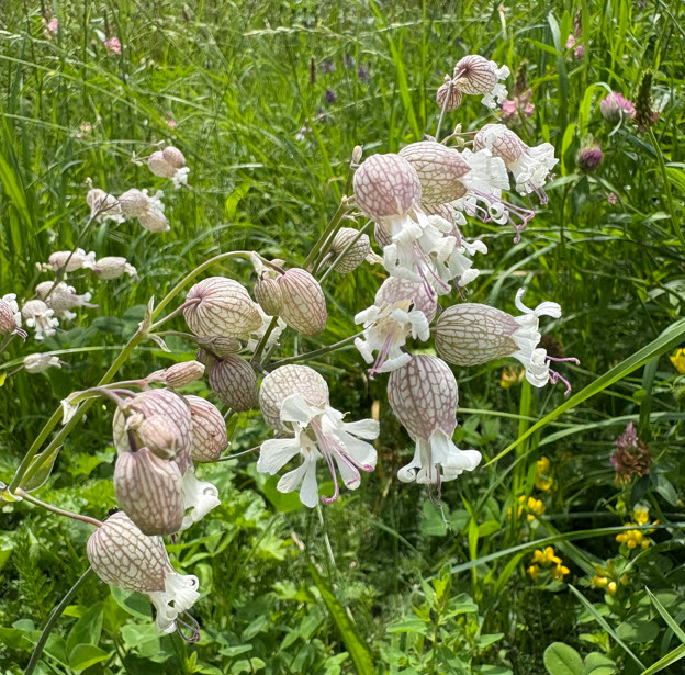 Maiden's-tears, Klatschnelke, Silene Vulgaris 