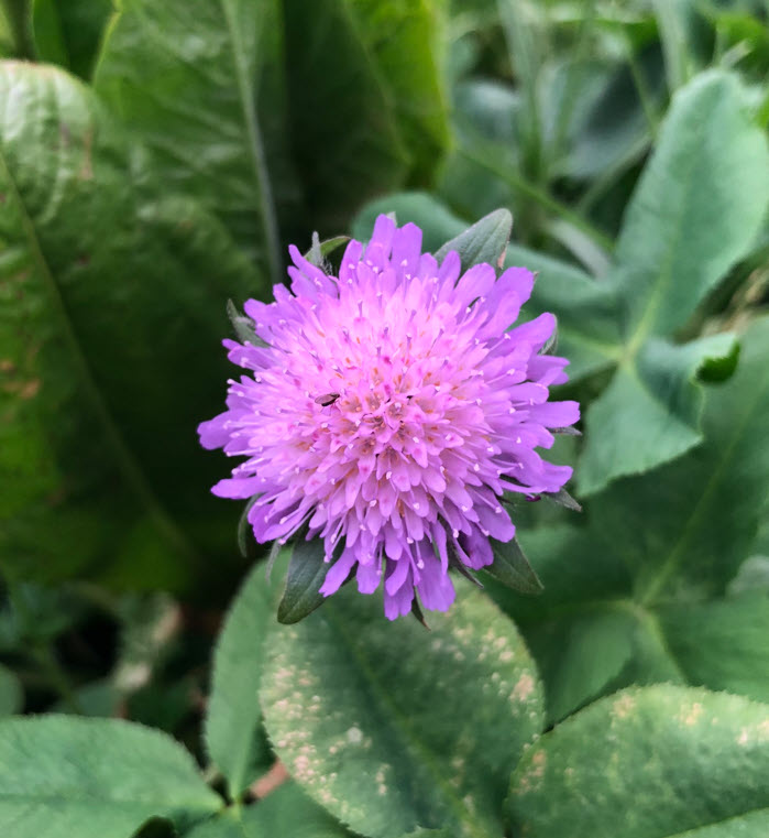 Field Scabious, Witwenblume, Knautia Arvensis