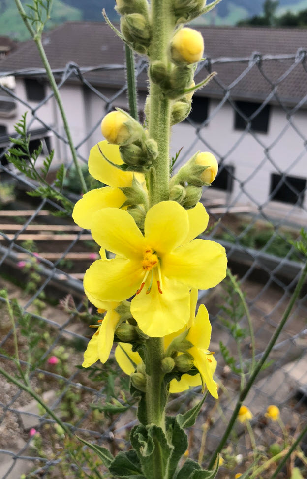 Mullein, Königskerze, Verbascum