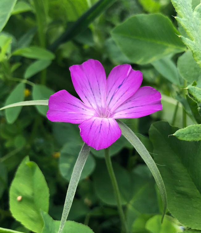 Corncockle, Kornnelke, Agrostemma Githago