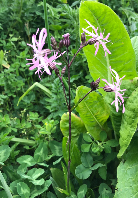 Ragged-Robin, Kuckucks-Lichtnelke, Silene flos-cuculi