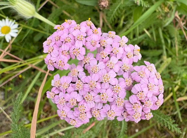 Yarrow, Schafgarbe, chillea Millefolium
