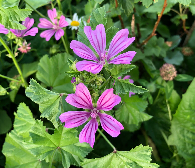Wild Mallow, Wilde Malve, Malva Sylvestris