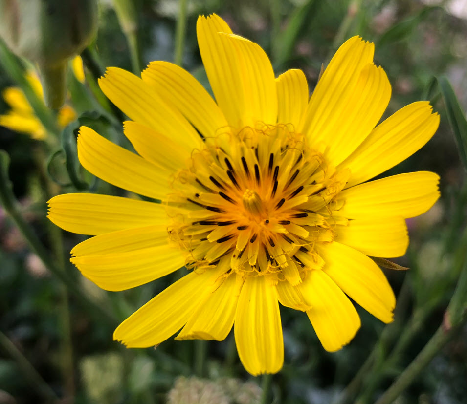 Meadow Goat's Beard, Wiesen-Bocksbart, Tragopogon Pratensis