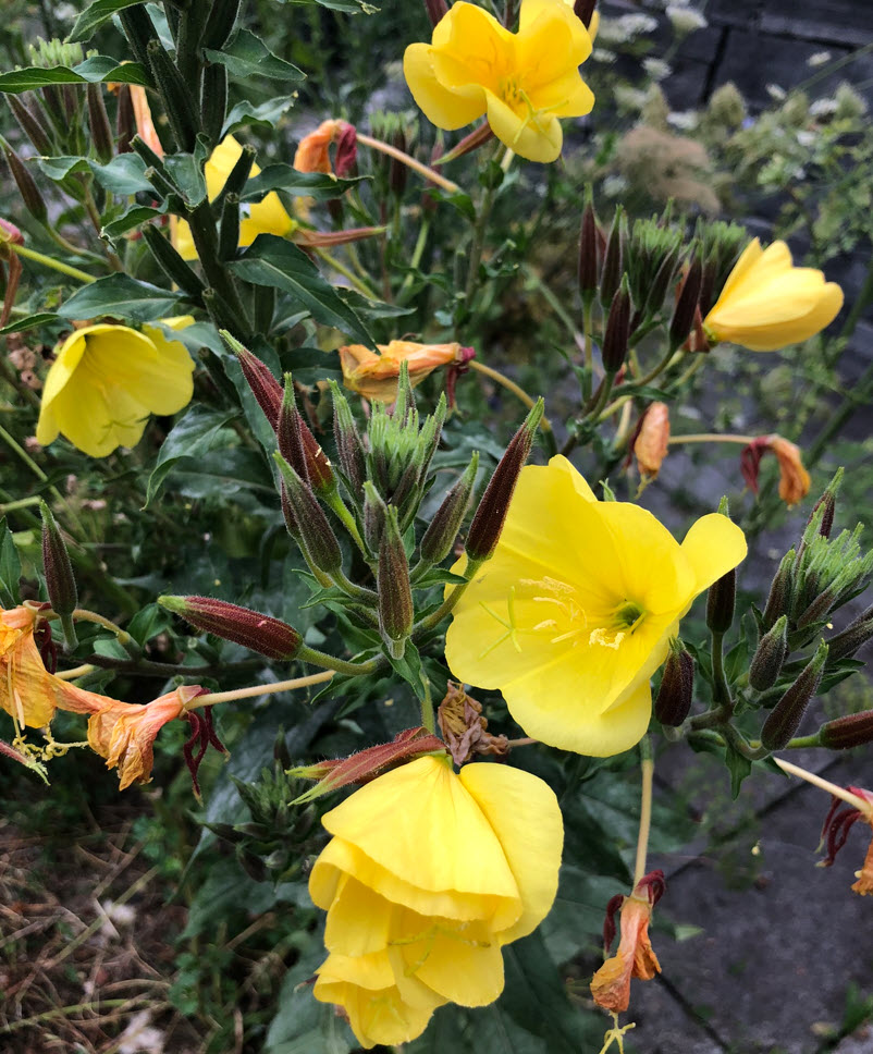 Evening-primrose, Nachtkerze, Oenothera