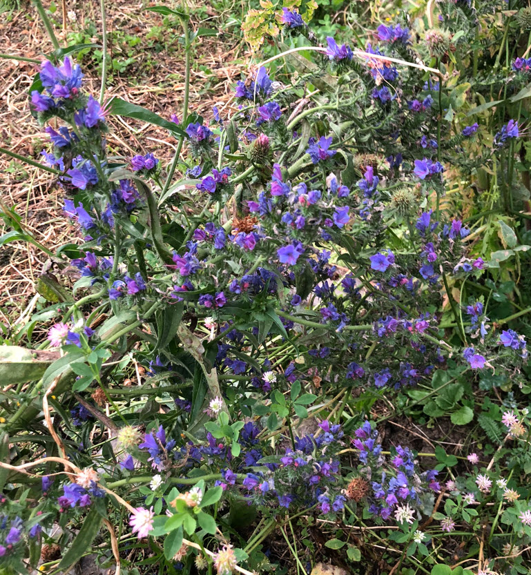 Viper's Bugloss, Gewöhnlicher Natternkopf, Echium Vulgare