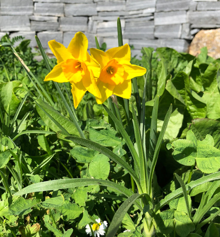 Daffodil, Osterglocke, Narcissus