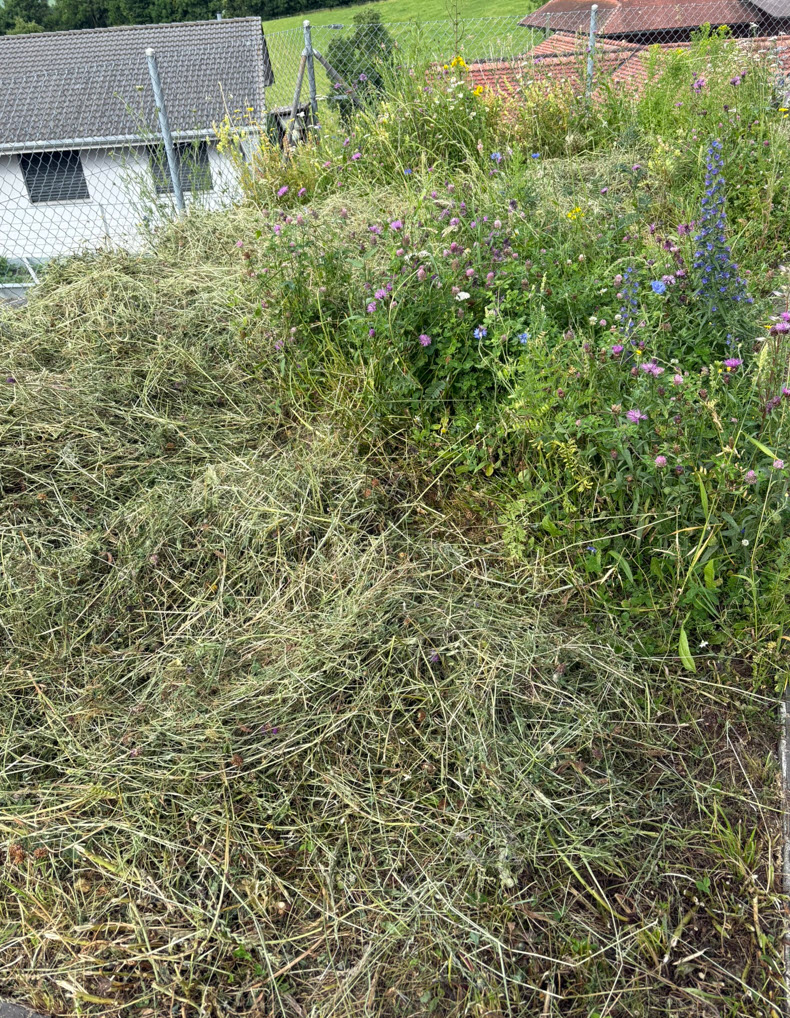 cut grass and drying