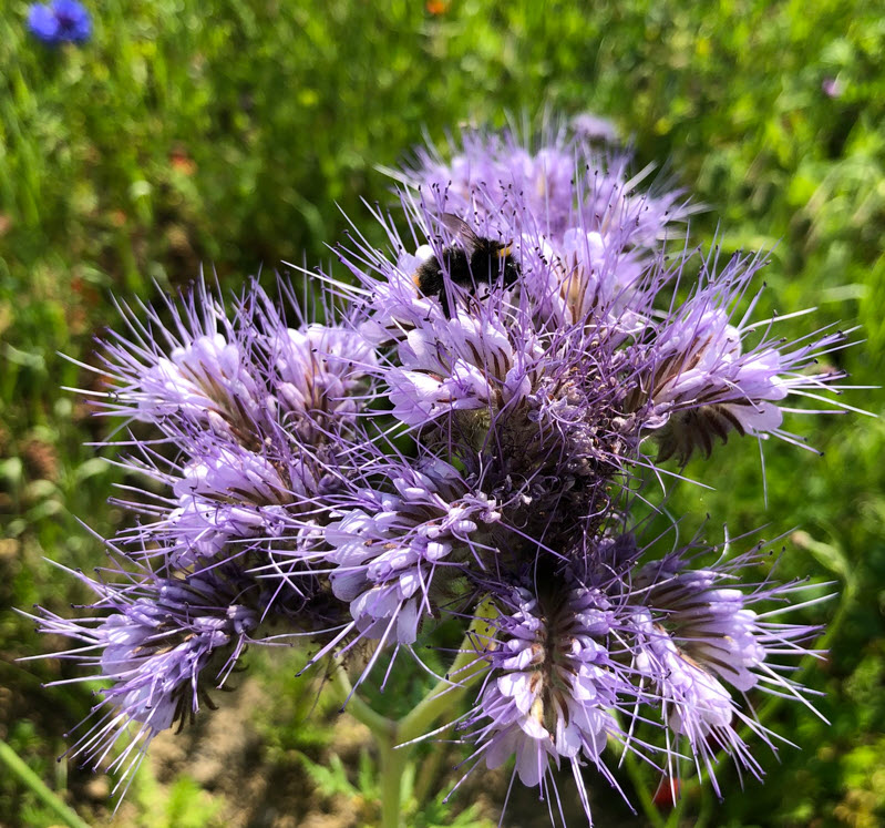 Scorpionweed, Bienenweide, Phacelia