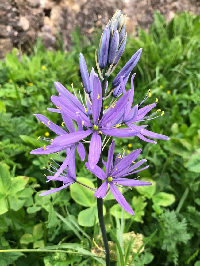 Cusick's Quamash, Präriekerze, Camassia