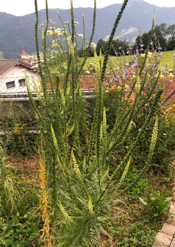 Dyer's Weed, Färber Reseda, Reseda Luteola