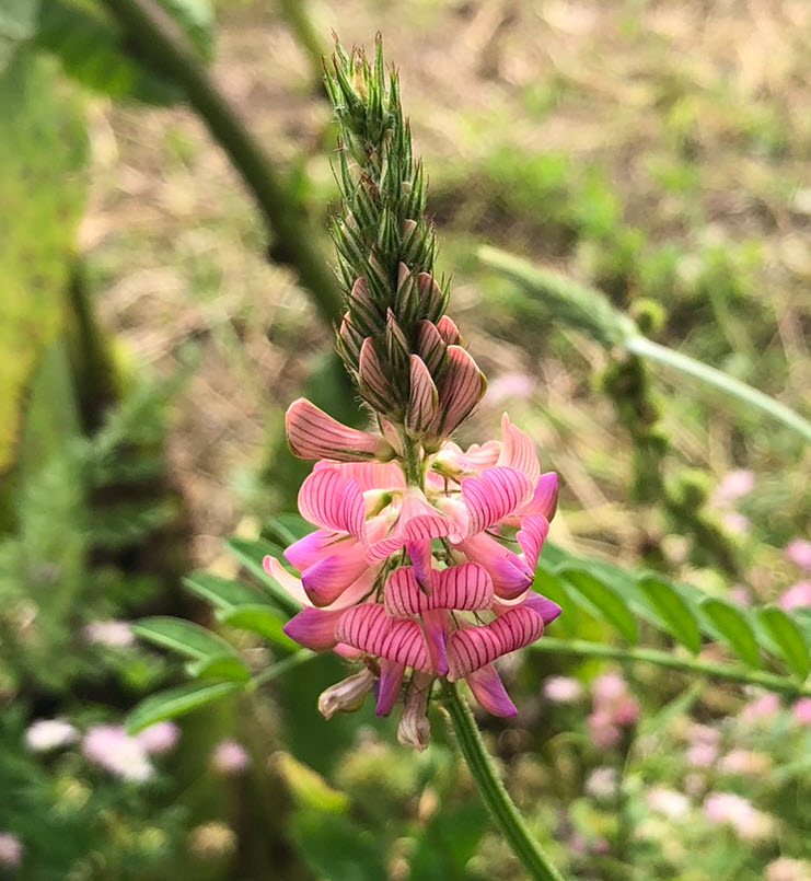 Sainfoin, Esparsette, Onobrychis viciifolia