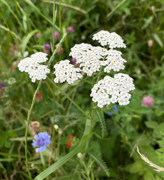 Yarrow, Schafgarbe, chillea Millefolium