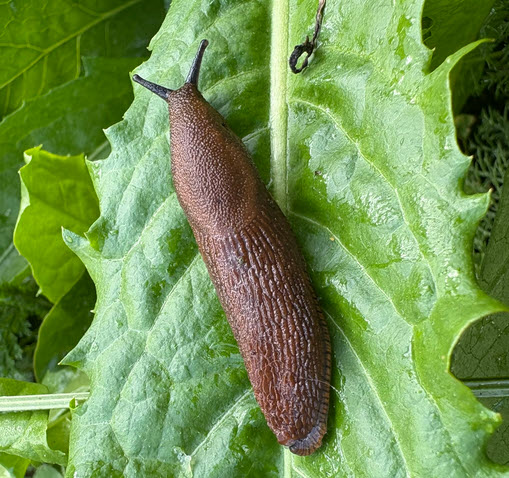 evil, evil slug