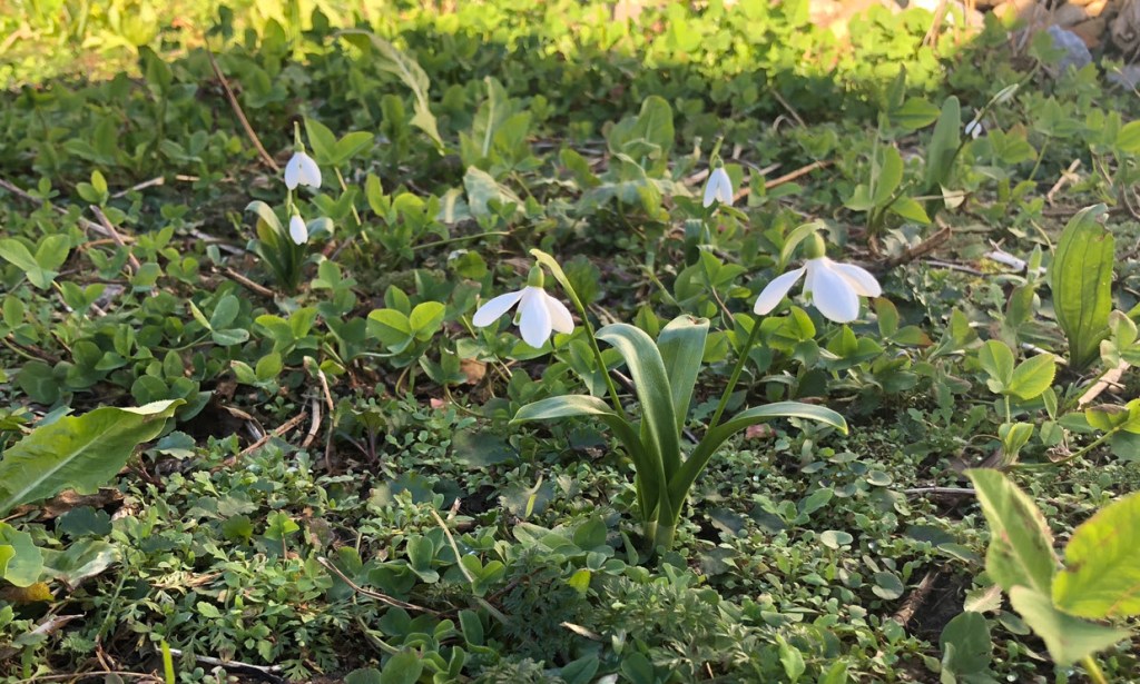 Snowdrops