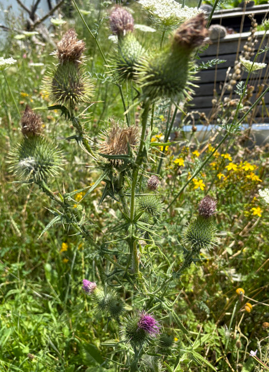 Thistle, Distel, Cirsium