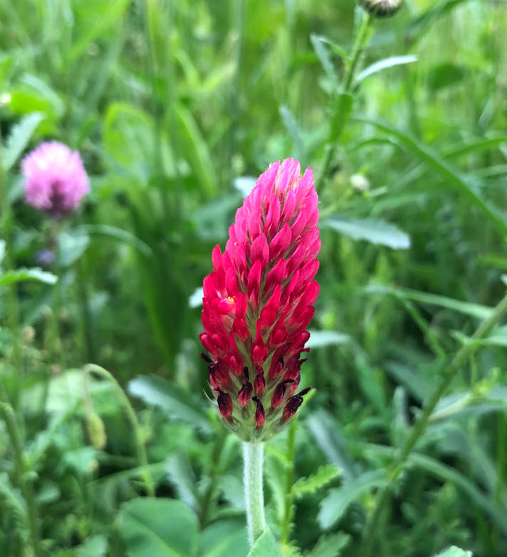 Crimson Clover, Blut-Klee, Trifolium Incarnatum