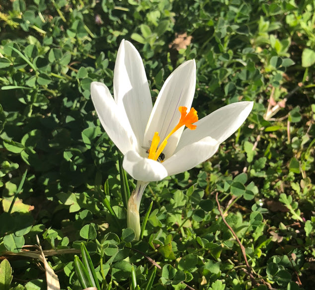 White Crocus