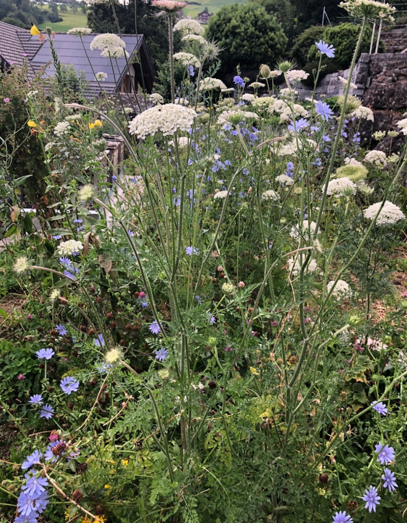 Wild Carrot, Wilde Möhre, Daucus Carota