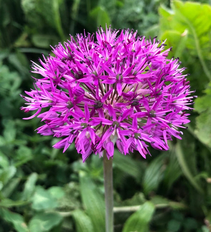 Ornamental Onion, Zierlauch, Allium